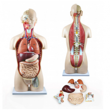 TORSO SEXLESS OPEN BACK 17 PARTS